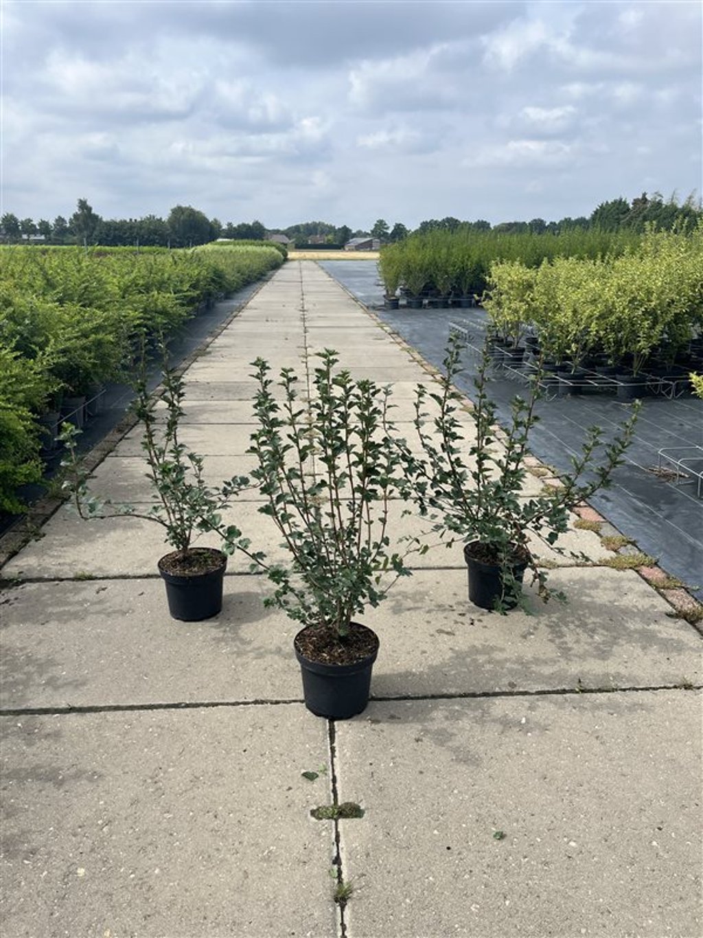 Ribes alpinum 'Schmidt' - C5 40-60 CM